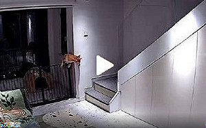 美使館po文 : 是不是像狗一樣想出去玩? 小粉紅怒了 出征批「辱華」