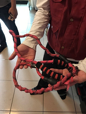 新北動保處查獲非法寵物保母濫用P字鍊害死2犬  緊急移轉守護7犬