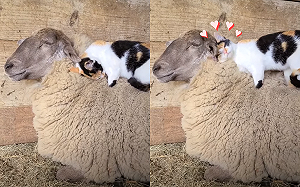 (影)三花貓爽蹭「天然純羊毛」 踏完整顆頭埋進超幸福!