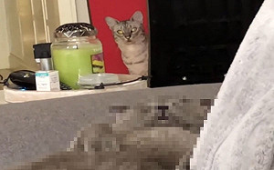 (影)貓咪踩滾輪運動卻見同伴在沙發癱睡 網笑:胖與瘦的差別!