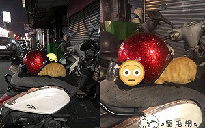 浪橘強占機車 頭塞「安全帽」:我戴好帽子可以回家惹!