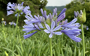 紫色魔力席捲內雙溪!浪漫愛情花讓你一眼就愛上