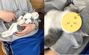 推主訴說「我不想上班」 網看照片的貓大笑:可以加入嗎?