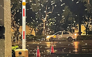 全台白蟻亂飛是下雨前兆?專家解答:不一定