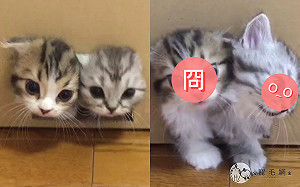 (影)兩幼貓堅持鑽洞「狂卡6秒鐘」 網爆笑:是雙頭怪貓!