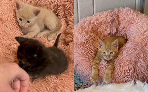 (影)天使橘貓打哈欠竟「朝鏡頭畫愛心」 網笑:心被擊中了!