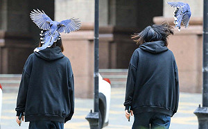 被踢的人會幸福吧?文大學生被國寶台灣藍鵲巴頭 校方提醒引熱議