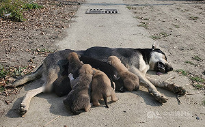 流浪狗媽媽右後腿遭夾斷  忍痛覓食哺育7幼犬