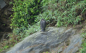 瑞芳酋長岩再傳遊隼幼鳥學飛落巢骨折   新北動保處兩度成功救援