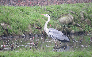 「世界候鳥日」新北鳥種冠全台　呼籲愛惜空中嬌客