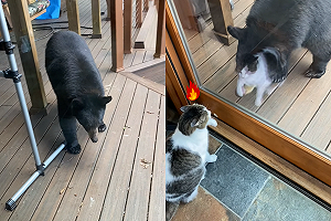 (影)貓皇見黑熊上門拜訪 下秒震怒驅趕:這我家!