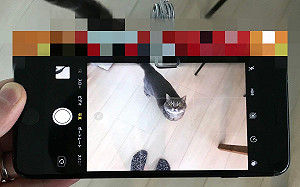 高招!奴才異想天開這樣拍貓 網笑:肯定看鏡頭