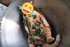 泰國胖橘貓躺大鍋 網一看笑:今晚想來點九層塔配鹽酥雞!