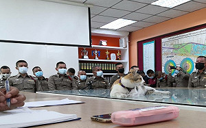 泰國三花貓亂入警局會議 霸氣趴桌:大家開始報告吧!