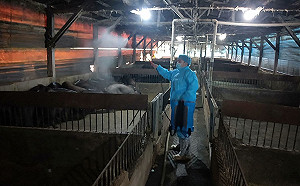 防範致命立百病毒入侵 新北動保處加強養豬場防疫