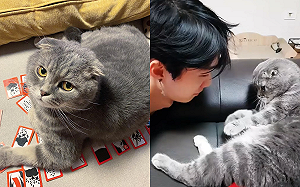 (影)主人朝貓咪發動「吹氣攻擊」 喵腳霸氣堵嘴:你夠囉!