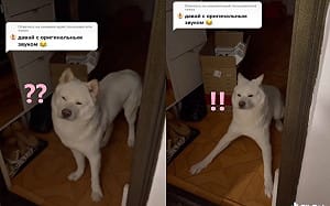 狗狗剛睡醒認不出主人 「慢半拍開機」超反差：你回來啦！