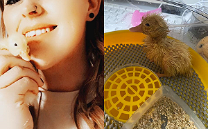 (影)買盒蛋實驗竟真的「孵出軟萌小鴨」 網笑:網路沒有騙人!