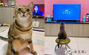 媽擔心「電視兒童喵」坐地上斜視!搬來王位貓秒上:我最乖~