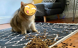 奴才打翻飼料「大放送」 貓皇露O型嘴:幸福來得太突然!
