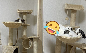 小萌貓1年後肥肉四溢變「我問天」 網笑:發生什麼事了?