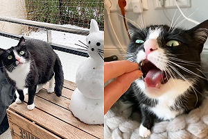 (影)真心換絕情!貓咪奶萌靠近 慘落入奴才「空氣零食」大騙局