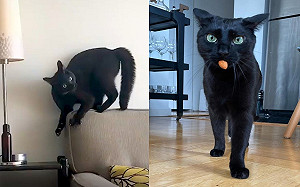 (影)黑貓愛玩杏仁又「炸毛跑酷」 媽笑:牠怪癖很多!