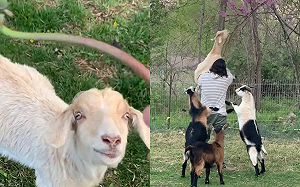 (影)羊被男子舉高高吃「花朵巴費」 其他羊群激動撒嬌:換我了!