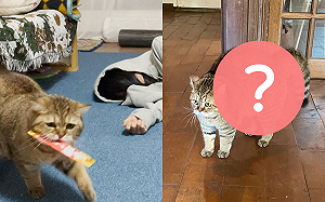 (影)貓咪「難得嚴肅」盯獵物 奴才卻一句打壞氣氛:你貓巴士?