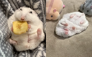 (影)鼠鼠爆睡時身旁「聚集信眾」 排排趴根本是萌鼠教現場!