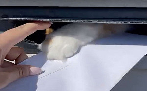 女子投遞信件竟出現「小毛手」阻擋　網笑：這太難了！