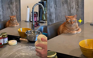 (影)橘貓桌邊「收手手」看奴才揉麵團 網笑:在看做菜秀?