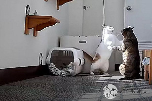 監視器見兩貓大跳「華爾滋」　媽笑：花樣真的很多！