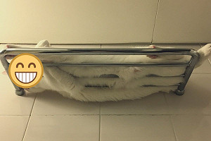 (影)白貓為偷看奴才洗澡竟轉為「浴巾模式」　網笑：都溢出來了！