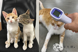 (影)防疫期間貓員工不配合！不量體溫還「拔腿就跑」　網：罰罐罐