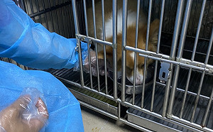 抗疫超前部署 新北首創寵物防疫旅館已可收容112隻