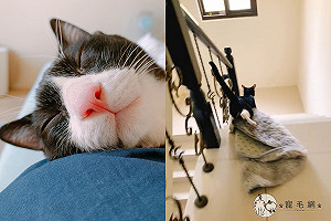 (影)防疫在家好無聊？二哈貓「叼小道具」把樓梯巧變溜滑梯！
