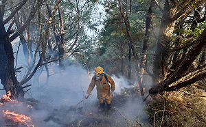 玉山森林火警已燒5天  禍首可處二年以下徒刑