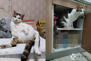 女怕封城「出門大採購」 老公開箱物資才發現全是貓罐頭！