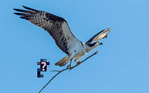 (影)魚鷹抓樹枝回家築巢　網一看笑噴：有人搭掃帚便車？