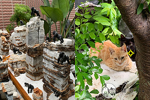 (影)花園驚現兩隻「喵吉拉」　金剛秒被攻陷慘躺地：輸了！