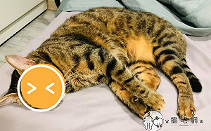 貓是疫情最大受害者？牠生無可戀：每天被撸又吸真累！