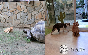 (影)浪橘遇「石頭」塞爆紙箱　1年後帶小貓入住並治好屋主過敏！