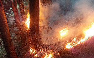 台中馬崙山大火延燒面積擴大4.1公頃  林管處籲勿上山