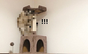 奴才開吸塵器主子隨後做「這動作」　網笑：是工讀生吧！