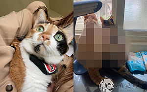 奴才幫剃毛卻「弄成木雕」　貓皇氣：狗啃還比較好看！