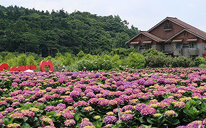 在家防疫也可賞花！陽明山夢幻繡球花滑手機就看的到