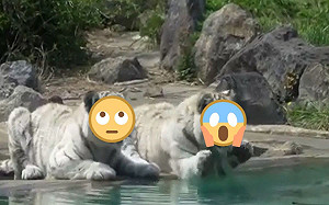 (影)樹枝掉水裡！　小白虎伸小短手拍水怒吼：誰能幫幫忙？