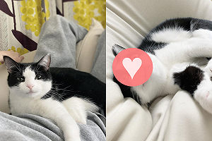 (影)奴才買「懶人軟墊」還沒坐熱　賓士貓微微笑霸佔：以後都我的！