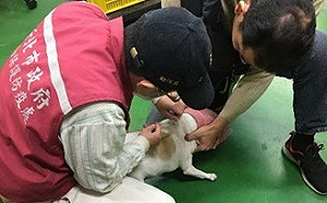 史上首次！新北強化飼主及毛寶貝權益 發10萬封簡訊普查家犬貓